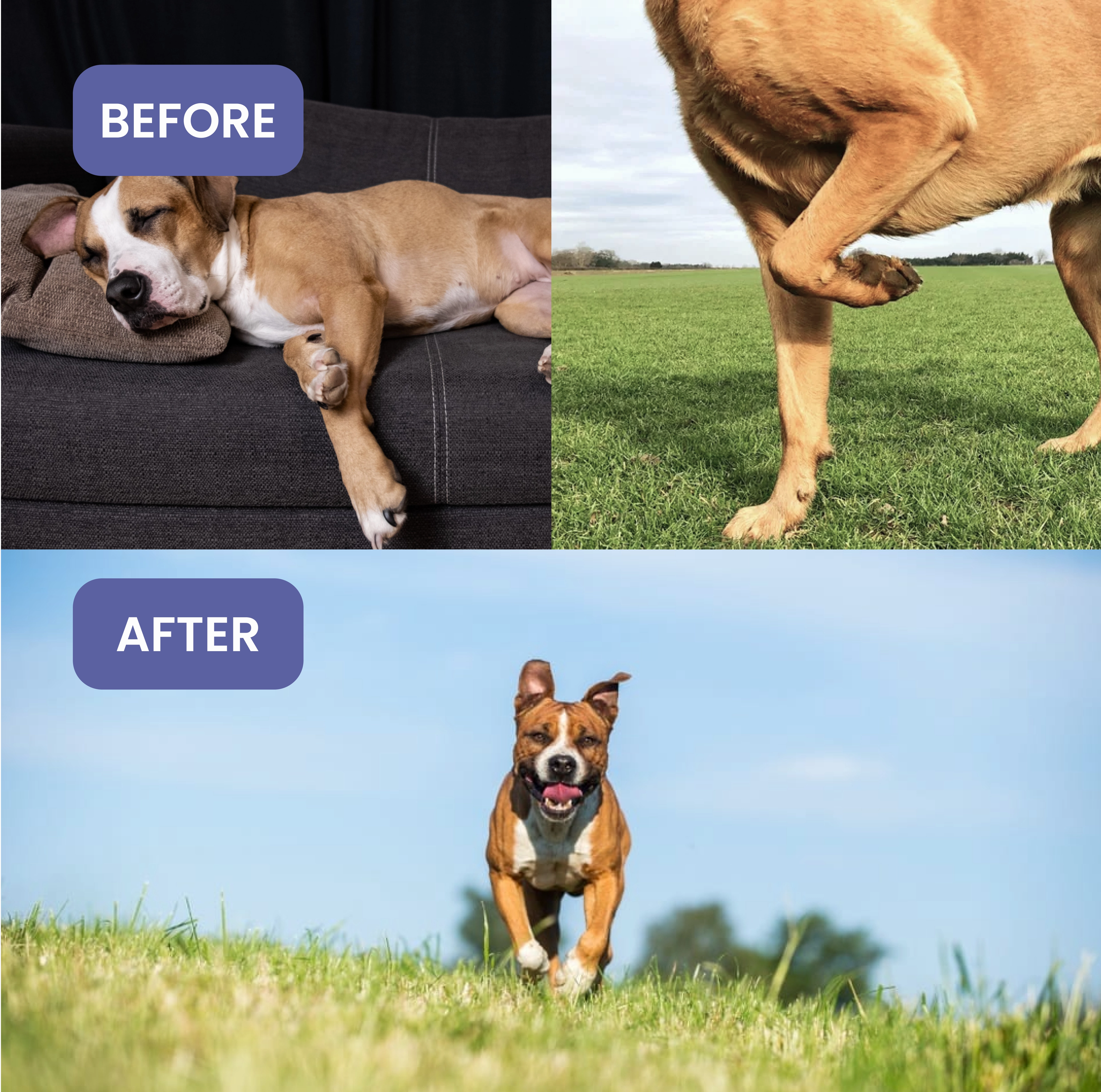 Absolut Pet Hip and Joint Care Dog Supplement