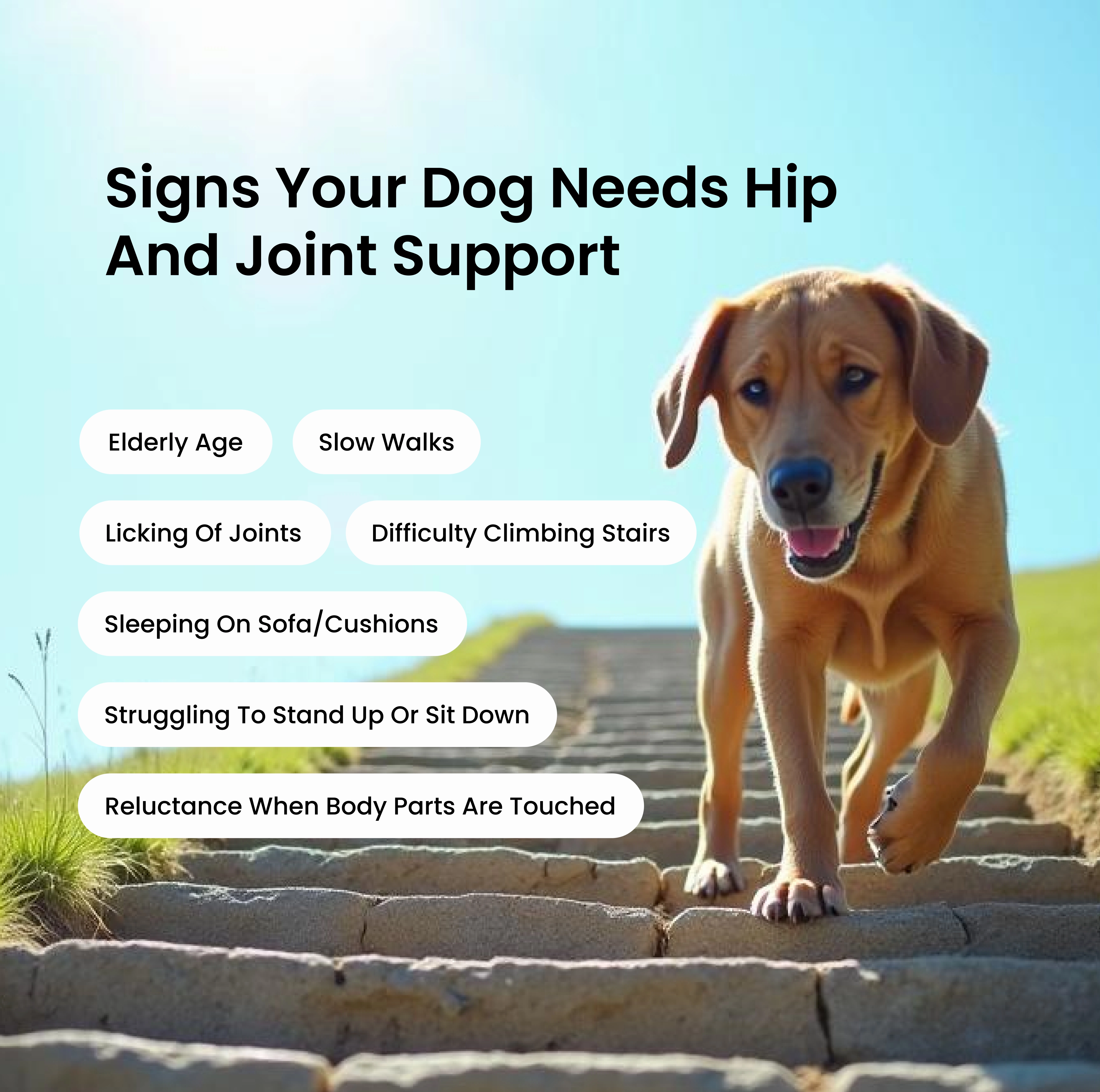 Absolut Pet Hip and Joint Care Dog Supplement