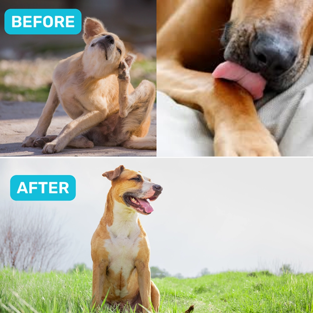 Absolut Pet Probiotics Hypoallergenic Gut Health Dog Supplement