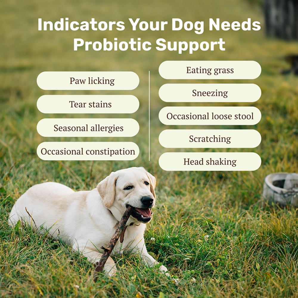 Absolut Pet Probiotics Hypoallergenic Gut Health Dog Supplement