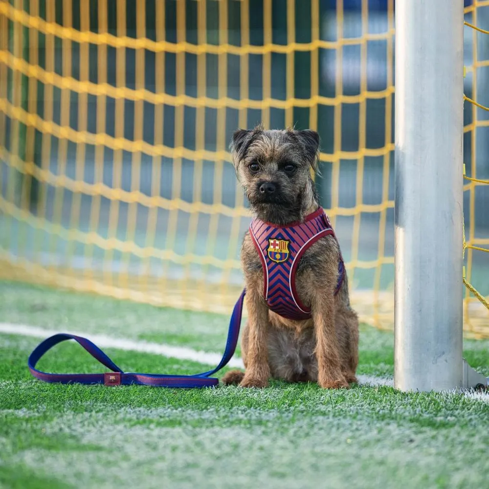 Barcelona Air Vest for Dogs