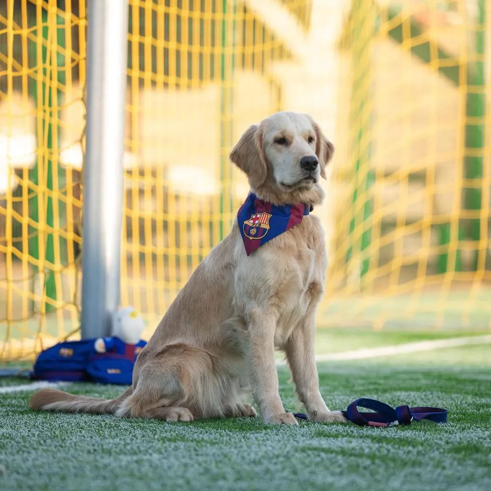 Barcelona Bandana for Dogs