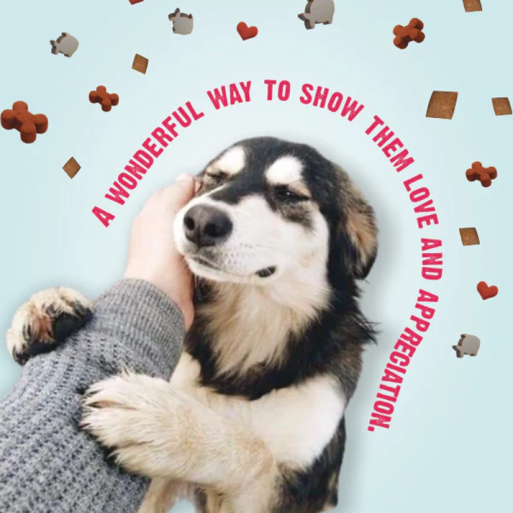 Bark Out Loud by Vivaldis Prefect Gifting Spanish Treat Box for Dogs