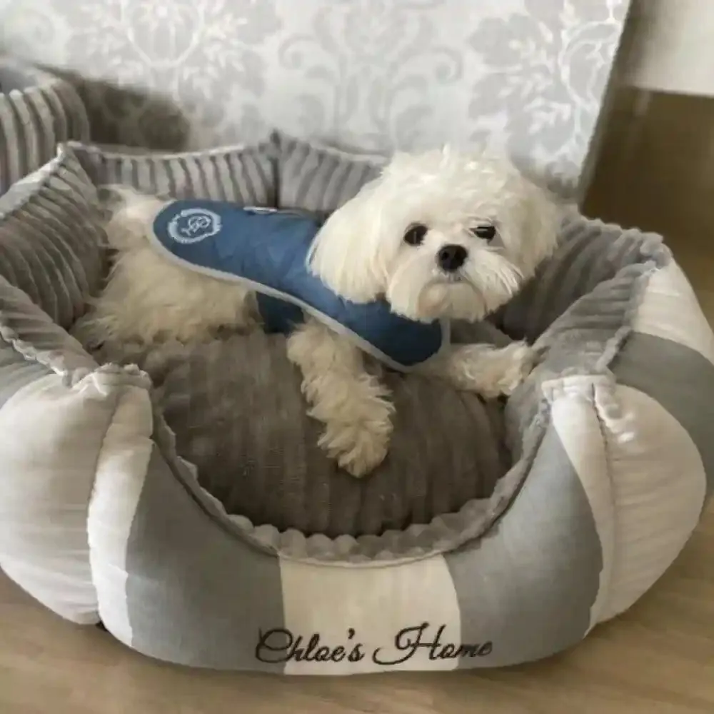 Chloe's Home Sienna Jacket for Dogs (Blue)