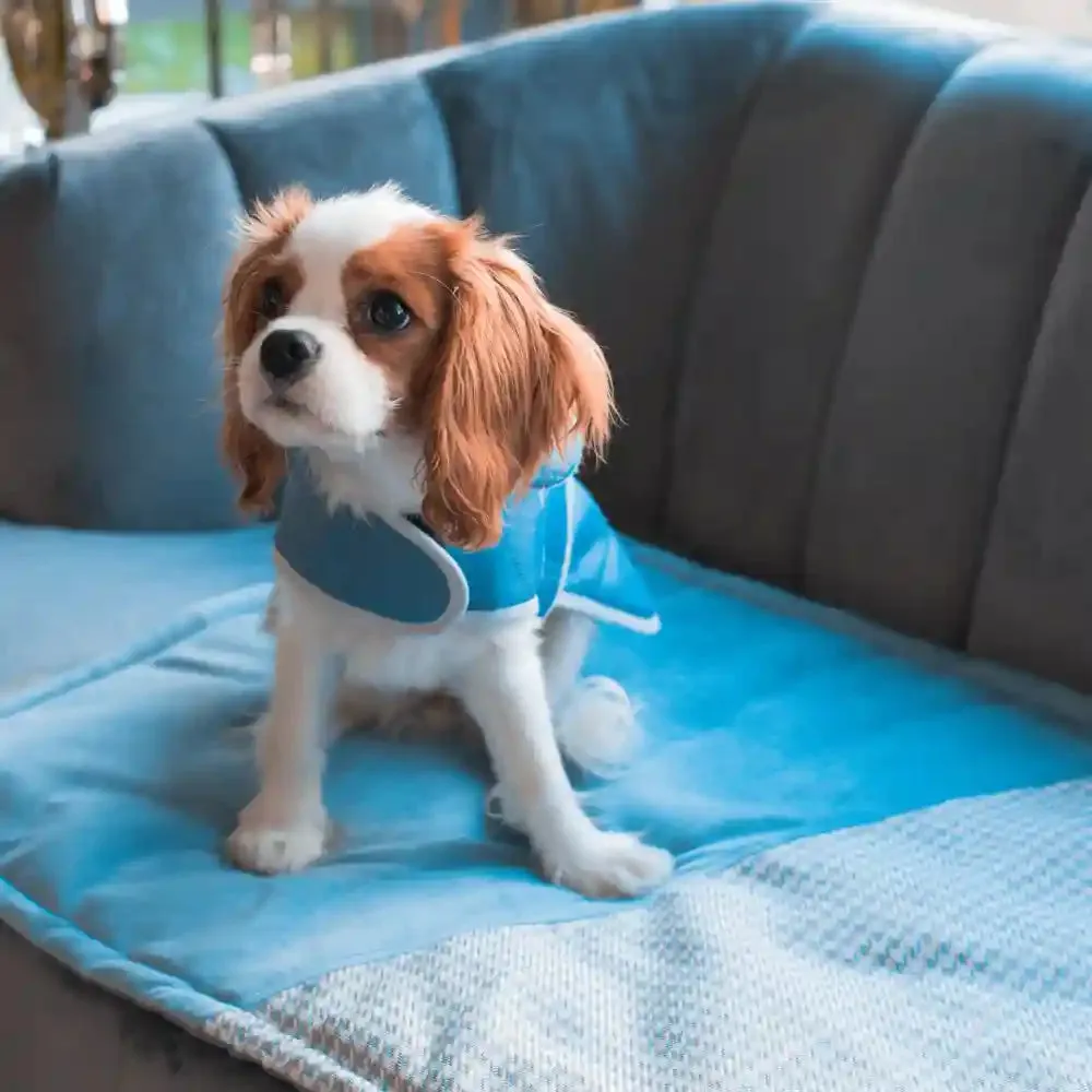 Chloe's Home Sienna Jacket for Dogs (Blue)