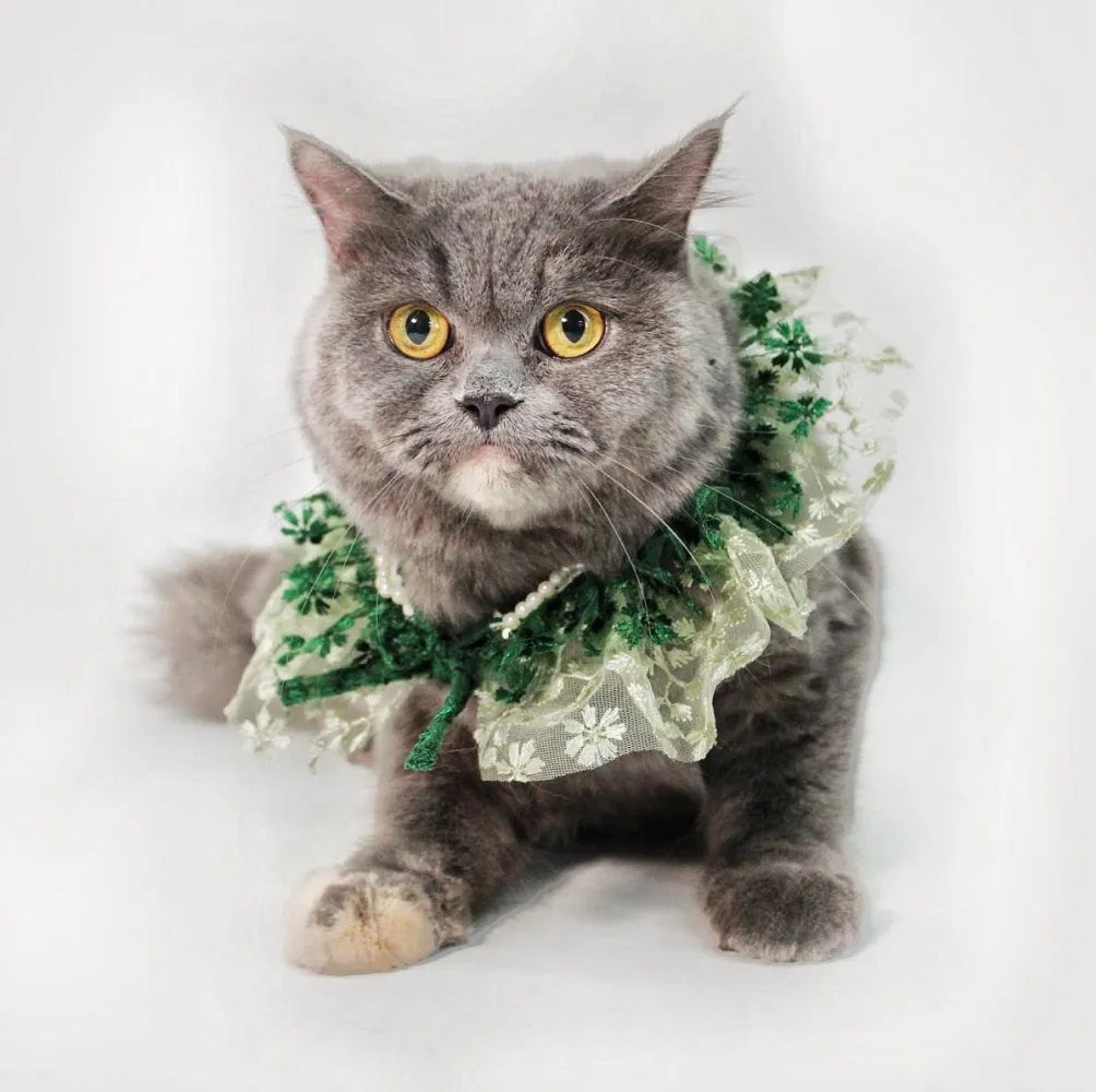 Dogobow Layered Neck Tutu for Dogs and Cats (Green) (Get a Bow Free)
