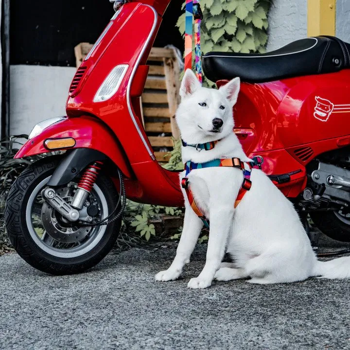 Ikonic Dog Leash