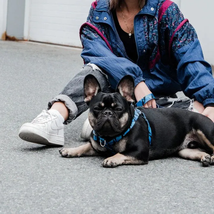 Ikonic Dog Leash