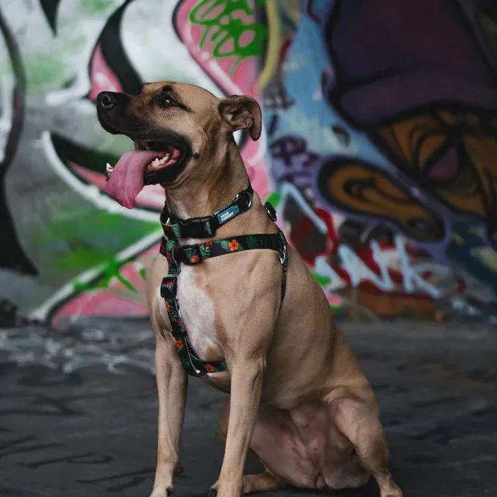 Ikonic Dog Leash