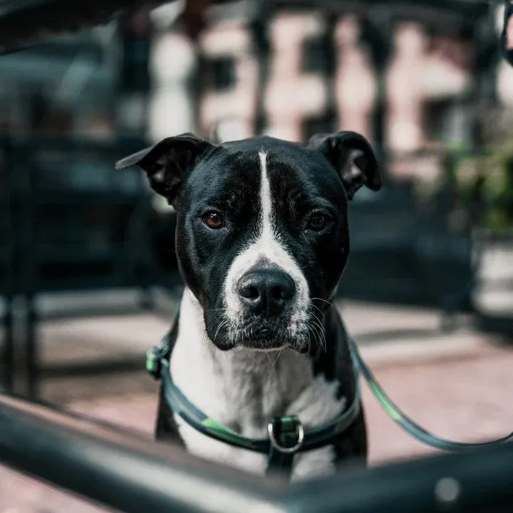 Ikonic Dog Leash
