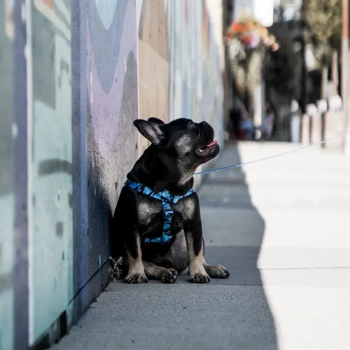 Ikonic Step-In Dog Harness