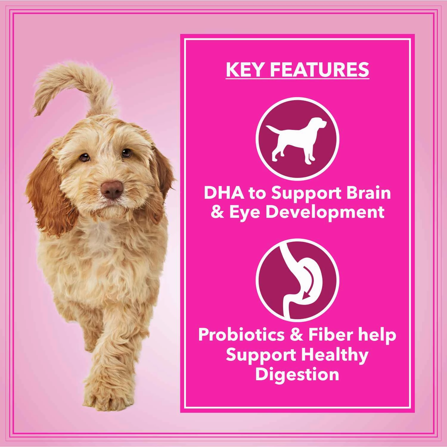 Let's Bite Active Adult Chicken Dry Food for Dogs (Limited Shelf Life)
