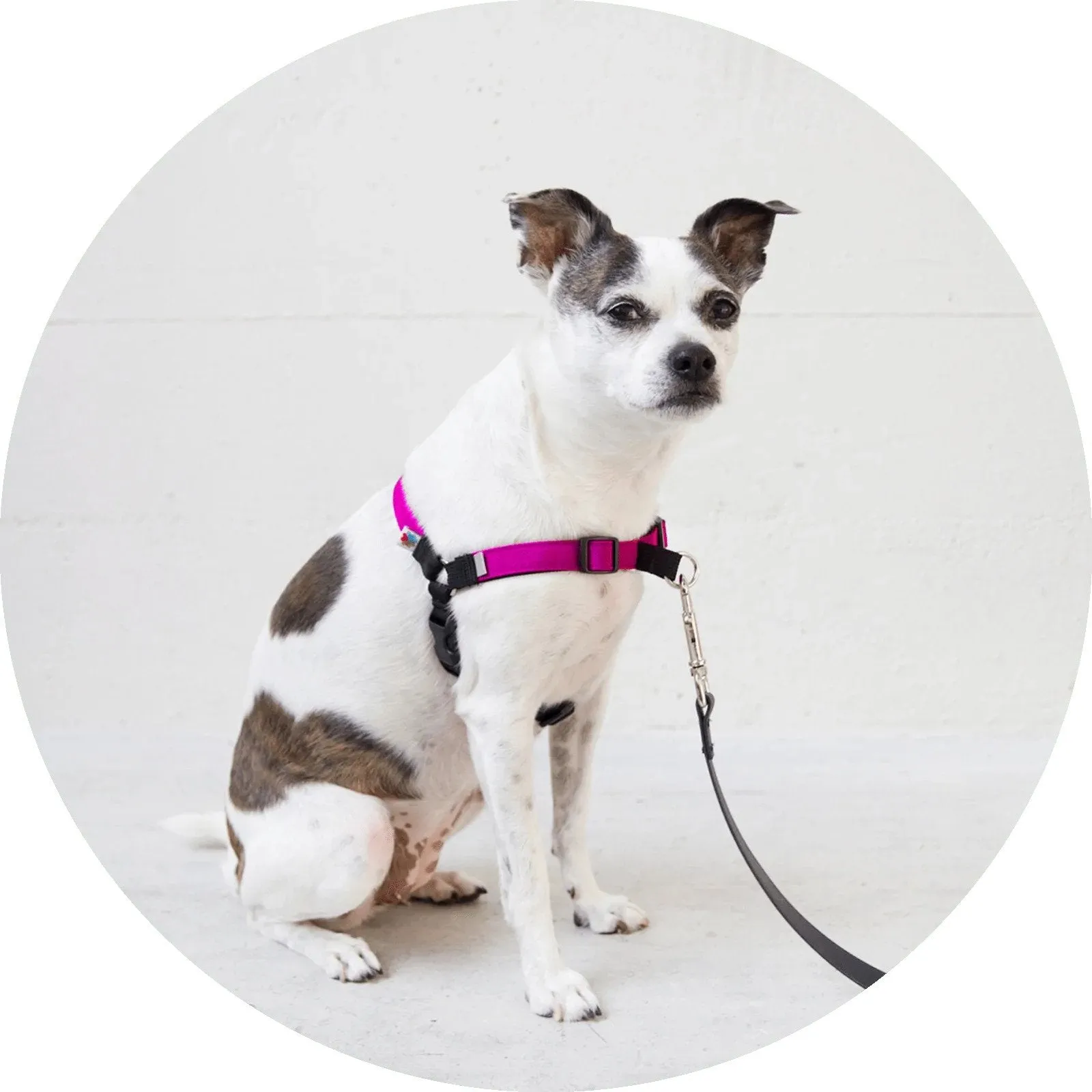 No-Pull Dog Harness