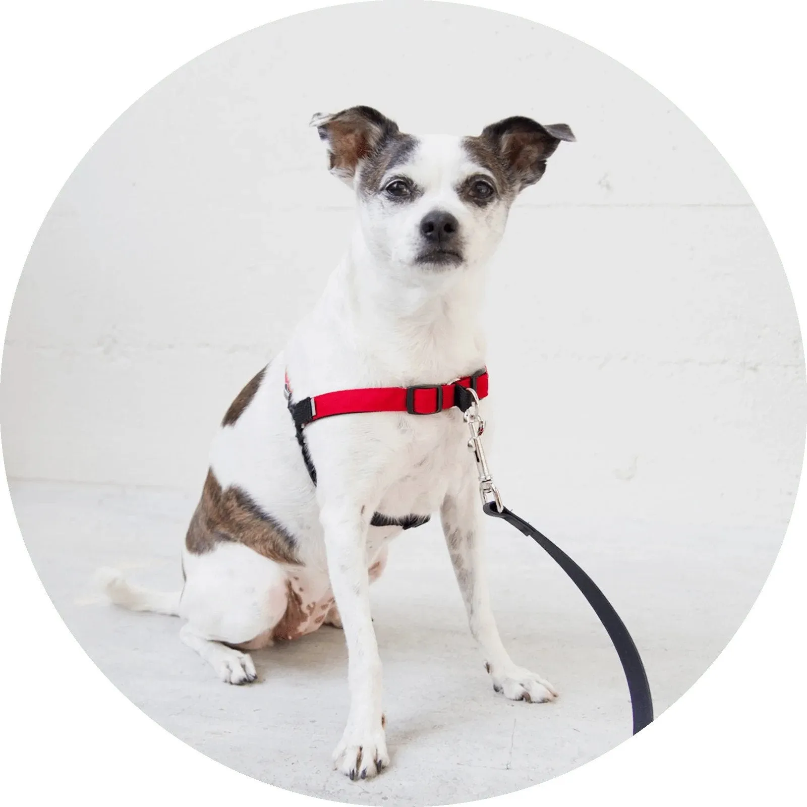 No-Pull Dog Harness