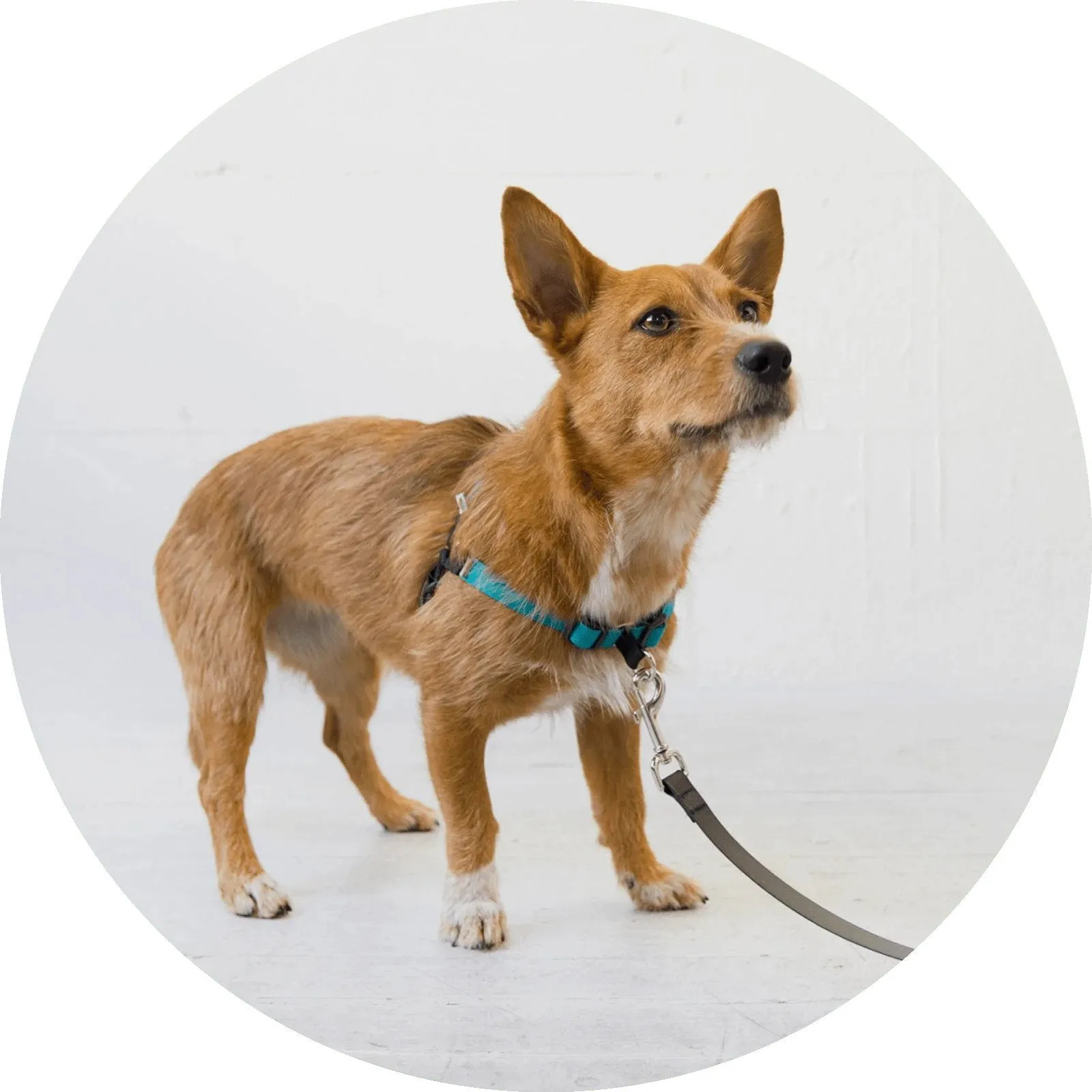 No-Pull Dog Harness