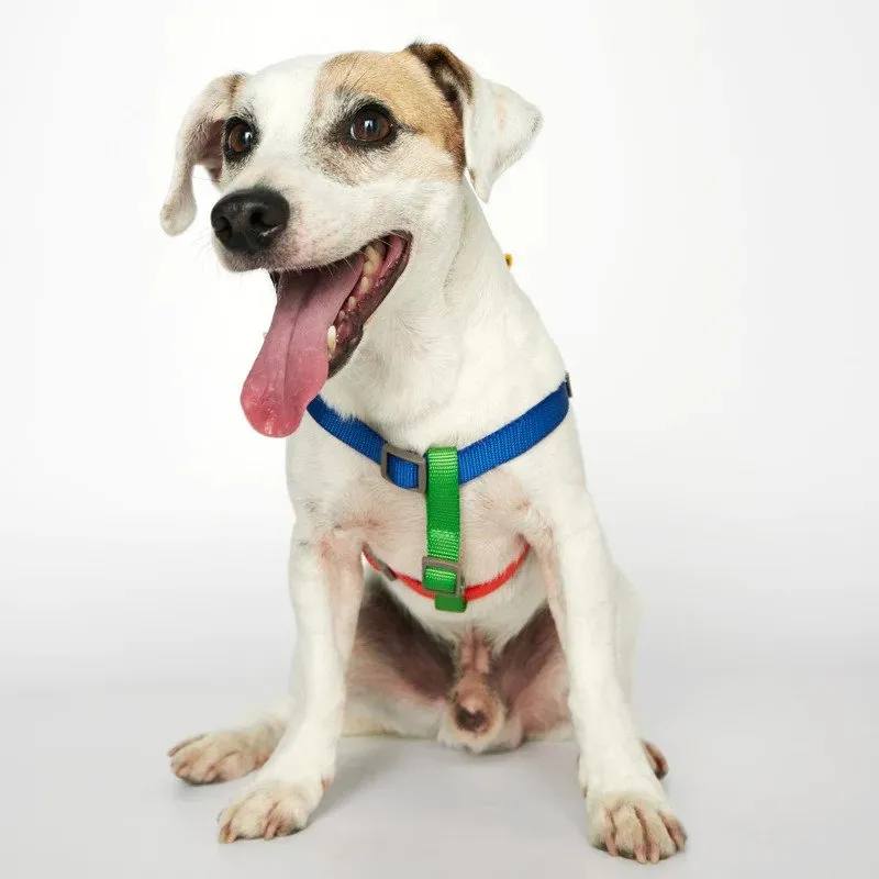 Sonia Dog Harness