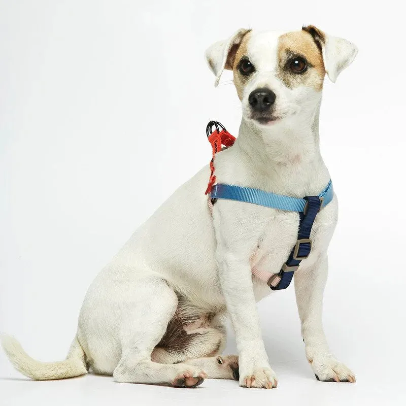 Sonia Dog Harness